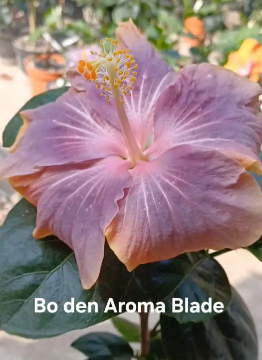 Bo Den Aroma Blade