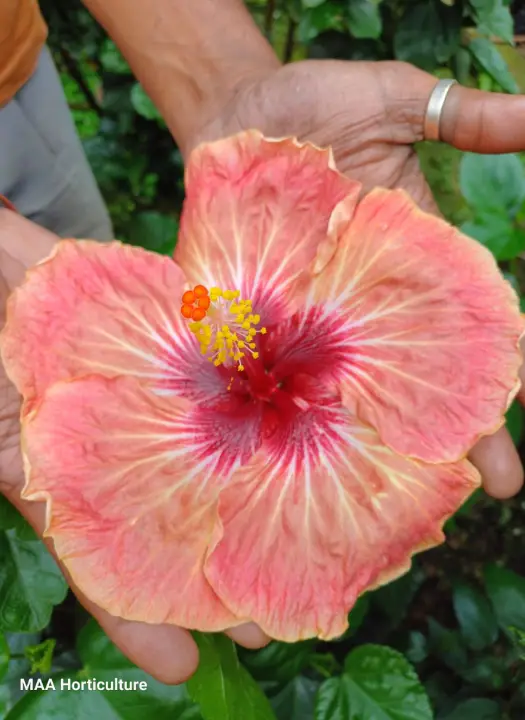 Broderick - Flowers size is big - 11