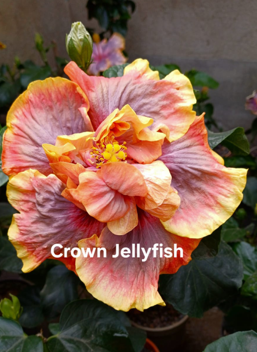 Crown Jellyfish