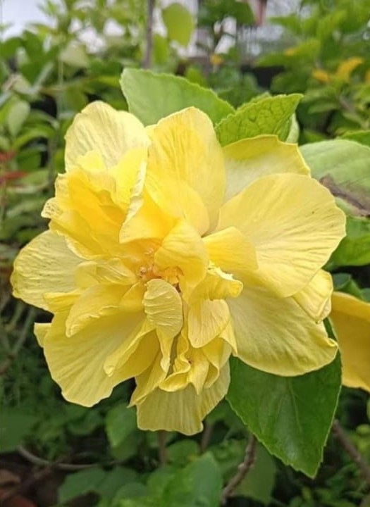 Daffodil