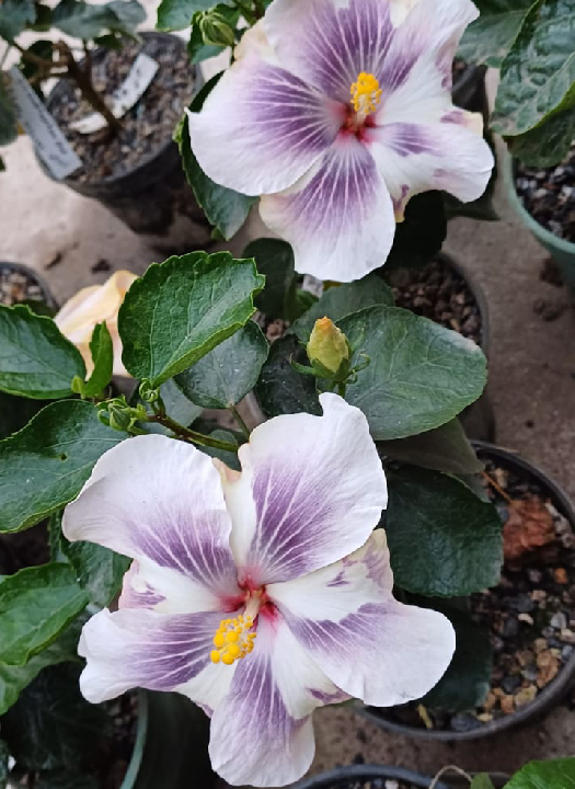 Dream Hut Blue White Porcelain