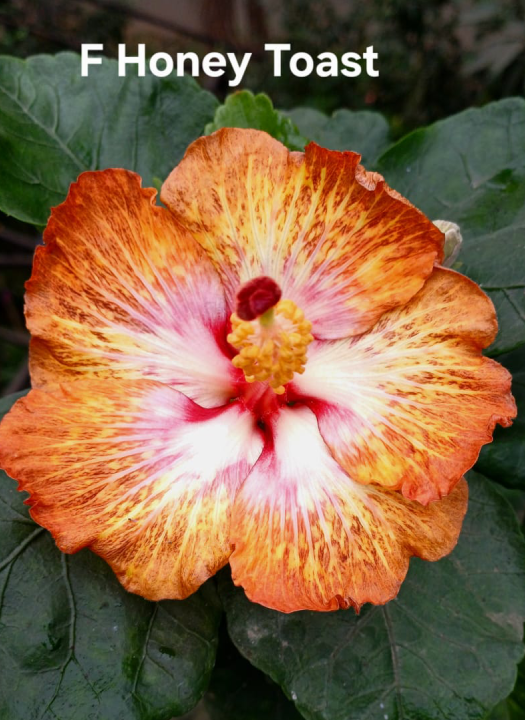 F Honey Toast