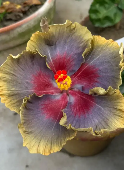 Formosa Green Glow Gems