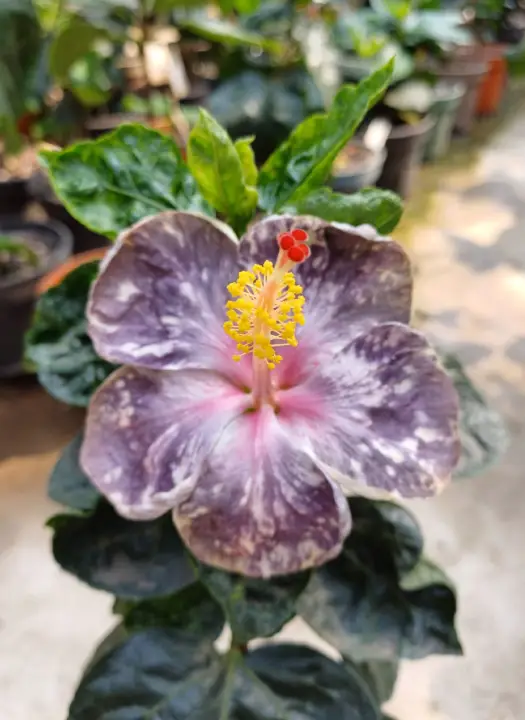 Formosa Mind Summer Dream