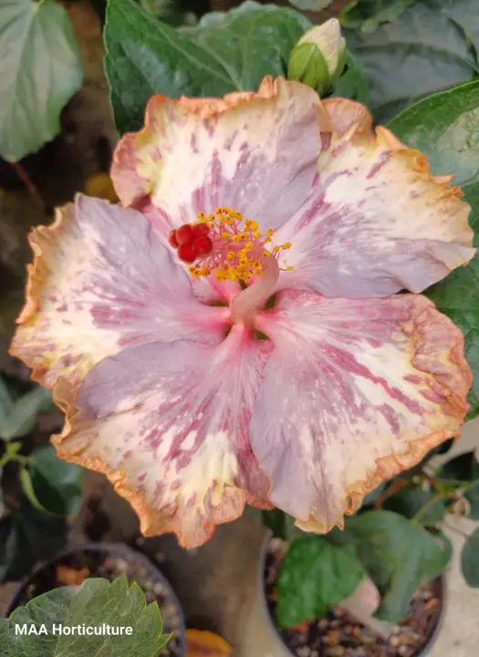 Formosa Purple Jaguar