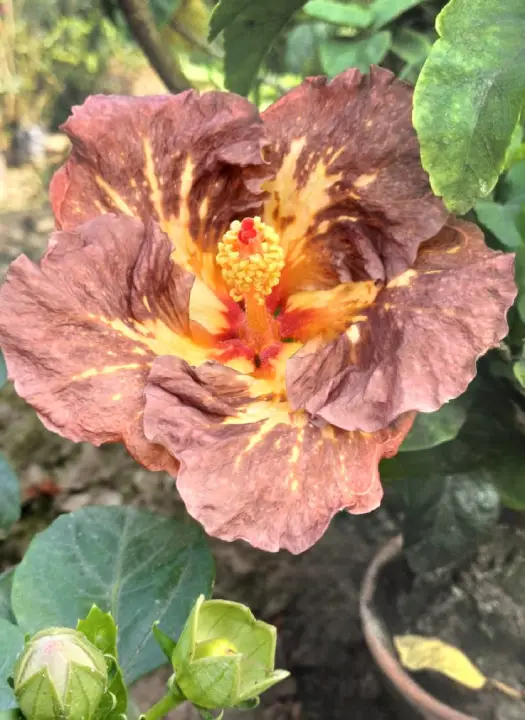 Formosa Rainbow Crystal