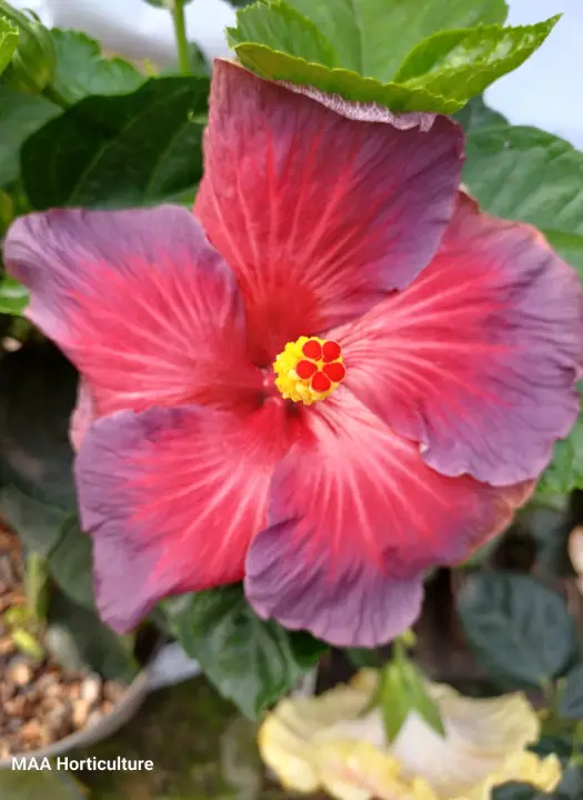 Formosa Rainbow Night light - Blue shade Hibiscus