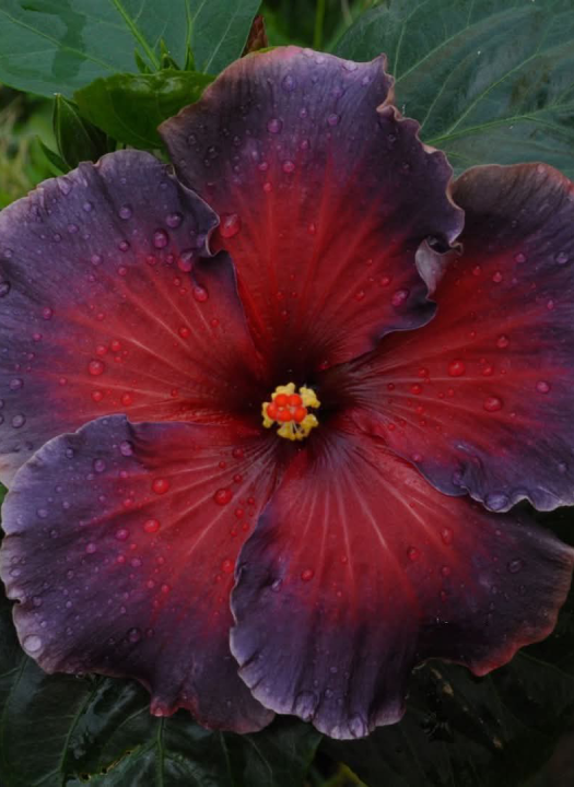 Formosa Rainbow Night Light