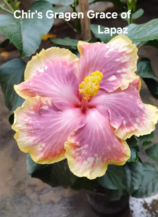 Chir's Gragen Grace of Lapaz