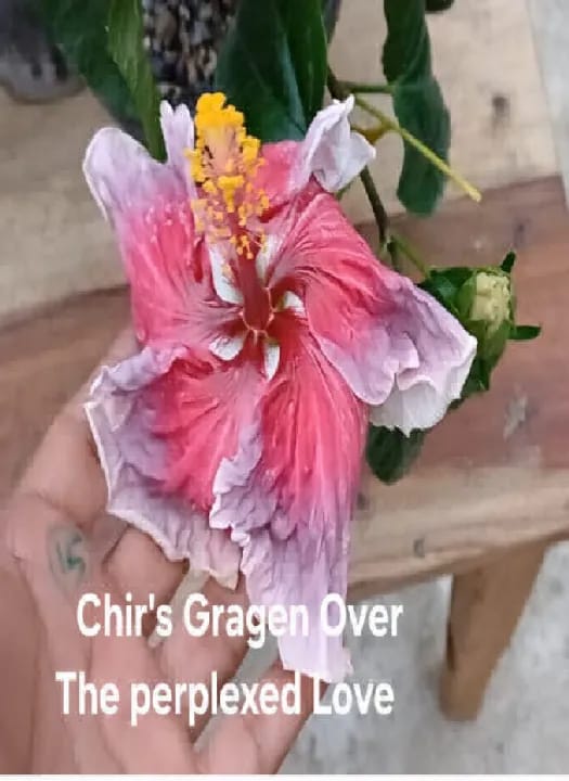 Chir's Gragen Over The Perplexed love