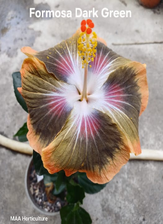 Formosa Dark Green