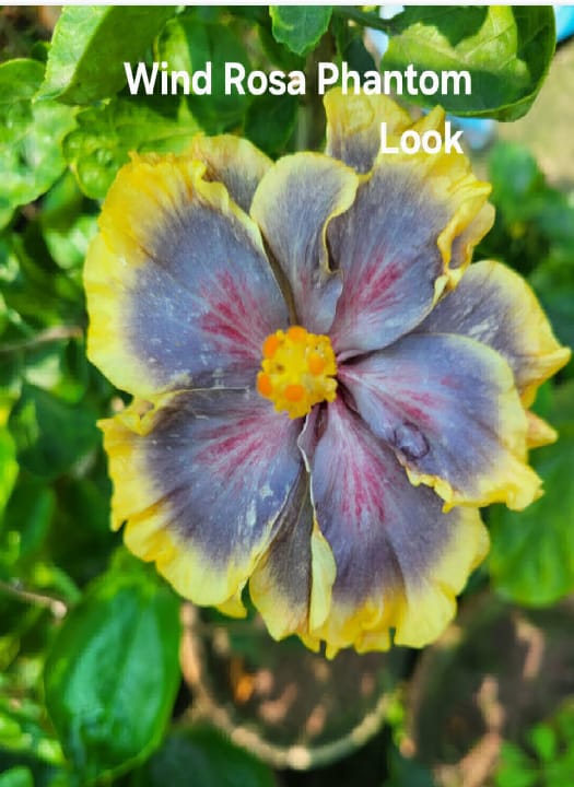 Wind Rosa Phantom Look