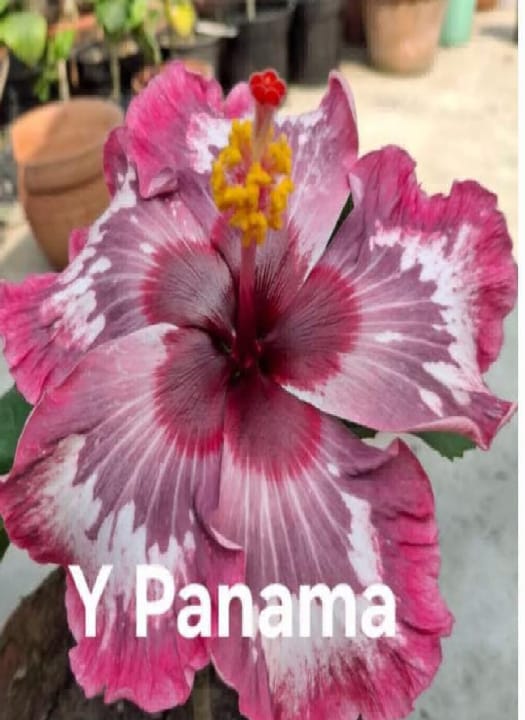 Y Panama