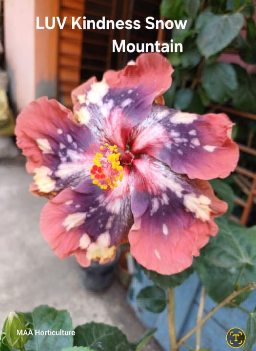 LUV Kindness Snow Mountain