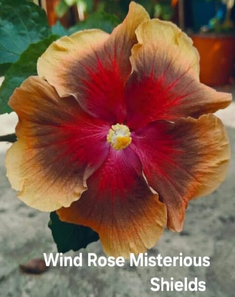 Wind Rose Misterious Shields