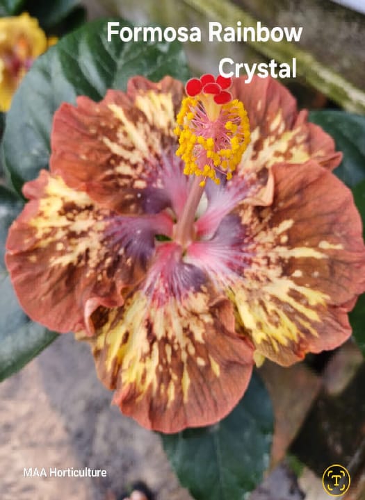 Formosa Rainbow Crystal