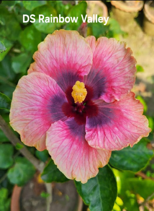 DS Rainbow Valley