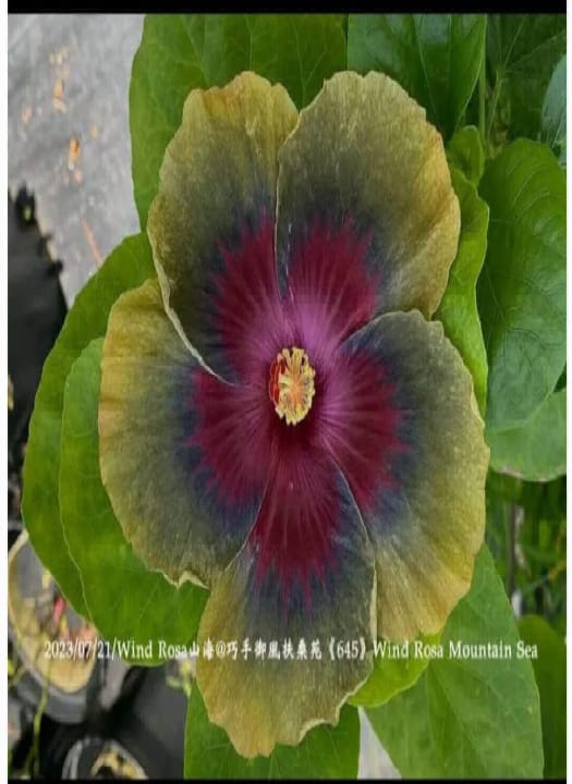 Wind Rosa Mountain Sea