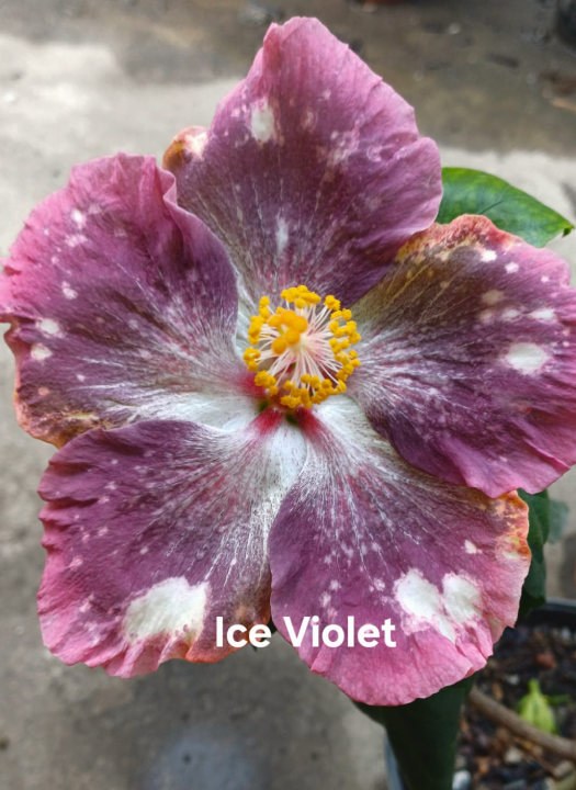 Ice Violet
