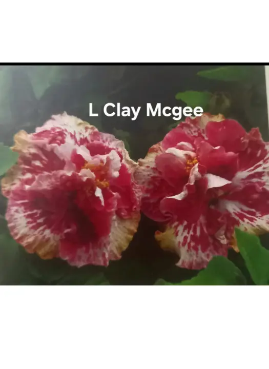 L Clay Mcgee