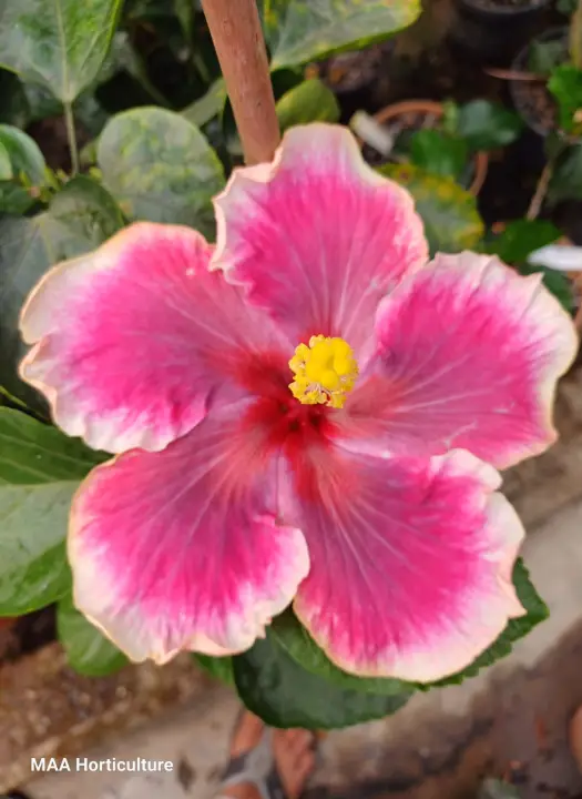 Moorea Imperial Blossom