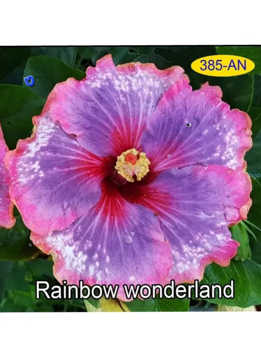 Rainbow Wonderland