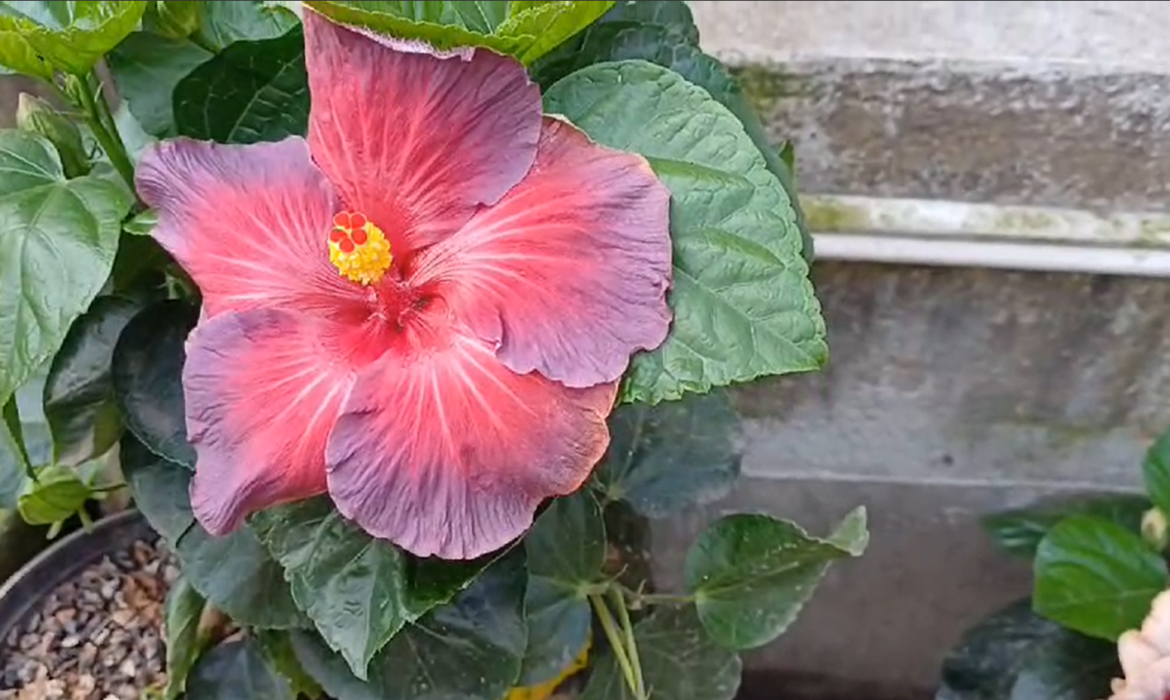 How to Start Your Own Flower Nursery at Home 🌱🌷