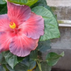 How to Start Your Own Flower Nursery at Home 🌱🌷
