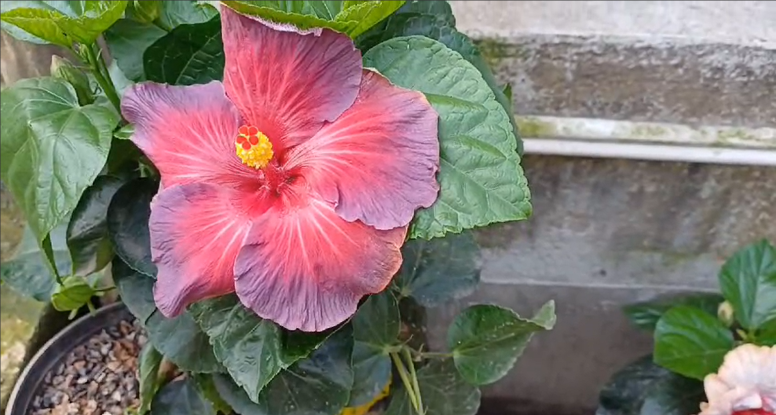 How to Start Your Own Flower Nursery at Home 🌱🌷