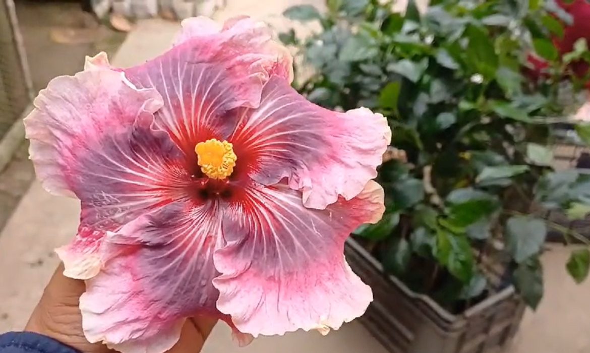 The Ultimate Guide to Growing and Caring for Flowering Plants 🌸🌿
