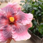 The Ultimate Guide to Growing and Caring for Flowering Plants 🌸🌿