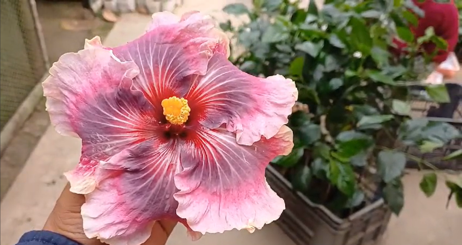 The Ultimate Guide to Growing and Caring for Flowering Plants 🌸🌿