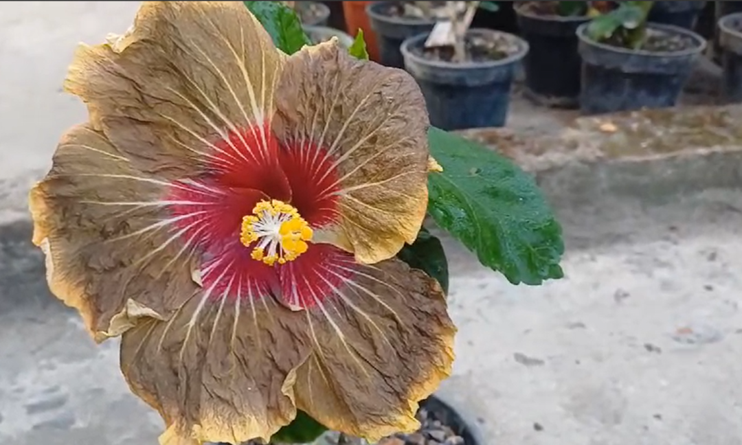 5 Best Flowering Plants for Your Home Garden 🌼🏡