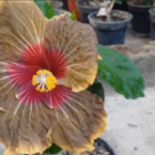 5 Best Flowering Plants for Your Home Garden 🌼🏡