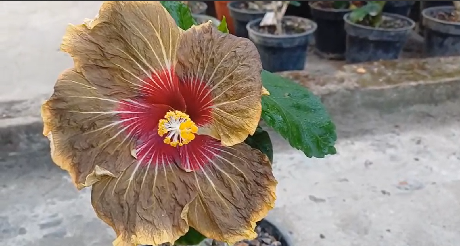 5 Best Flowering Plants for Your Home Garden 🌼🏡