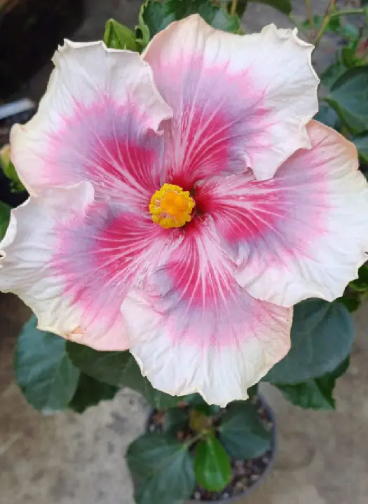 Tahitian Purple Rainbow Passion