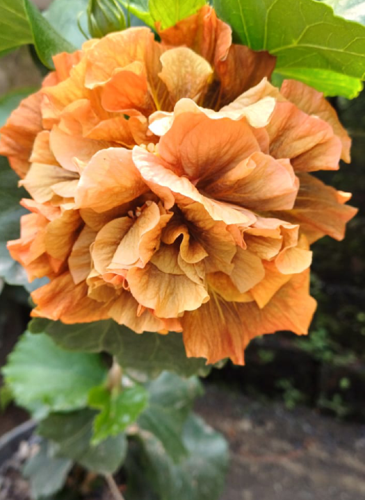 Teng's Brown Inspiration