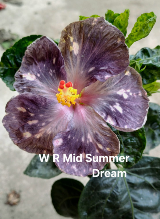 W R Mid Summer Dream