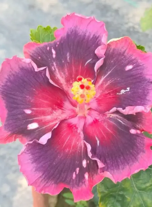 Wind Rosa Magic Fairy