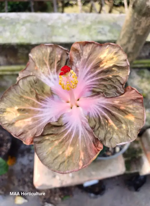 Wind Rose Black Wing Ping