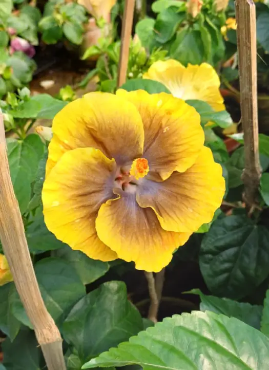 Wind Rose Dance Passion