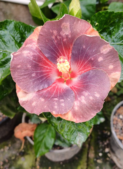 Wind Rose Flower Dancer