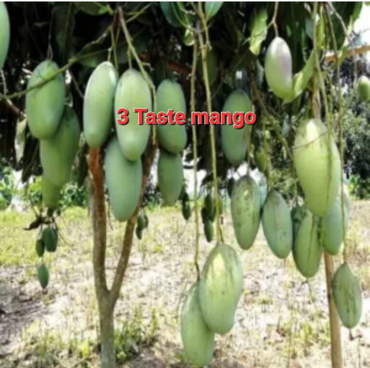 3 Taste Mango(36-48 Main Branch)