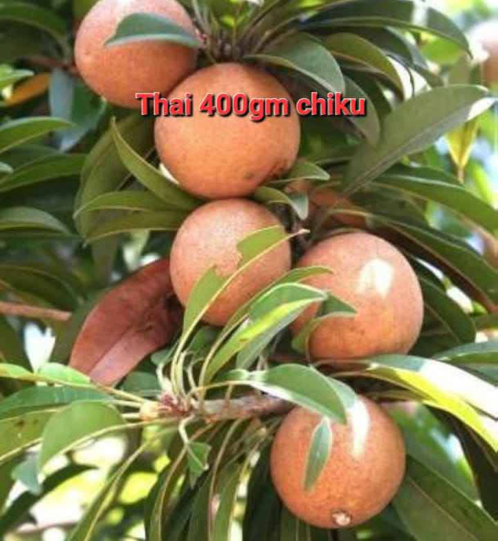 Thai 400gm Chiku