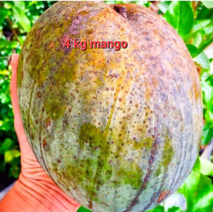 4 Kg Mango(36-48 Main Branch)