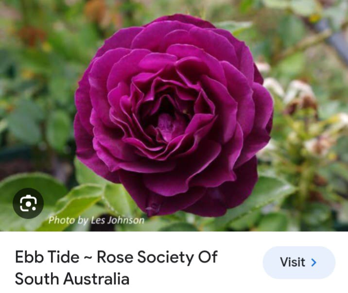 Ebb Tide Rose