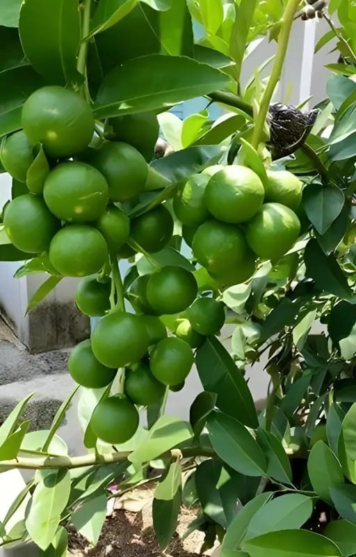 Thai Patti Nimbu