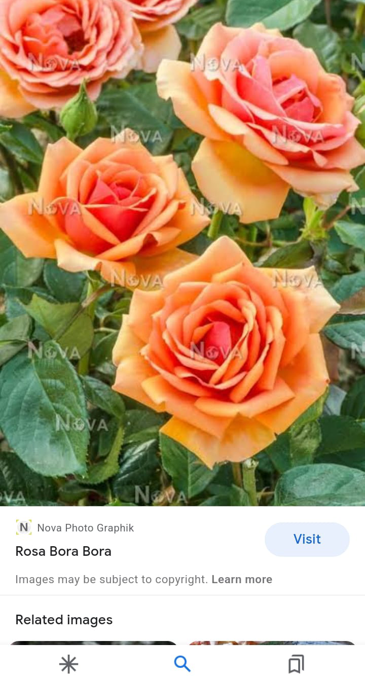 Bora Bora rose