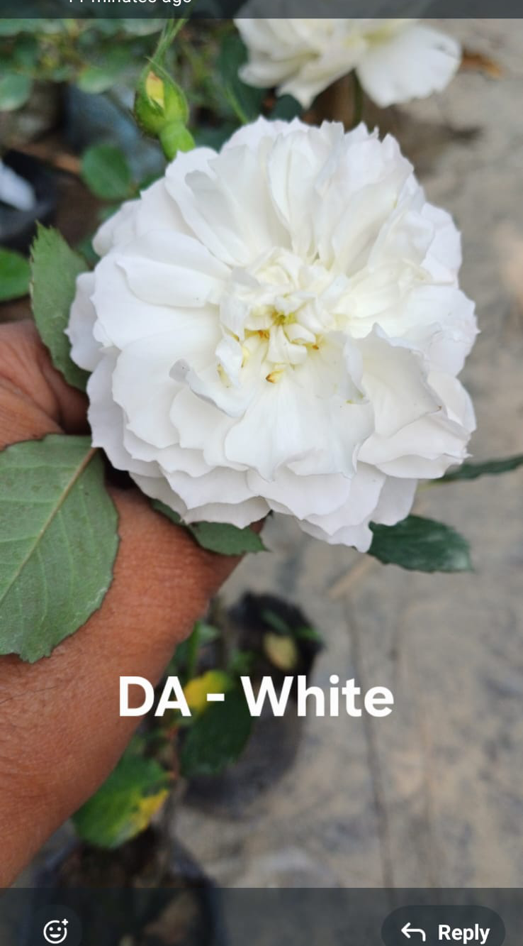 DA-White Rose
