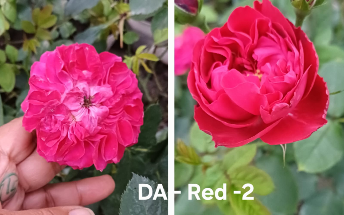 DA-Red-2